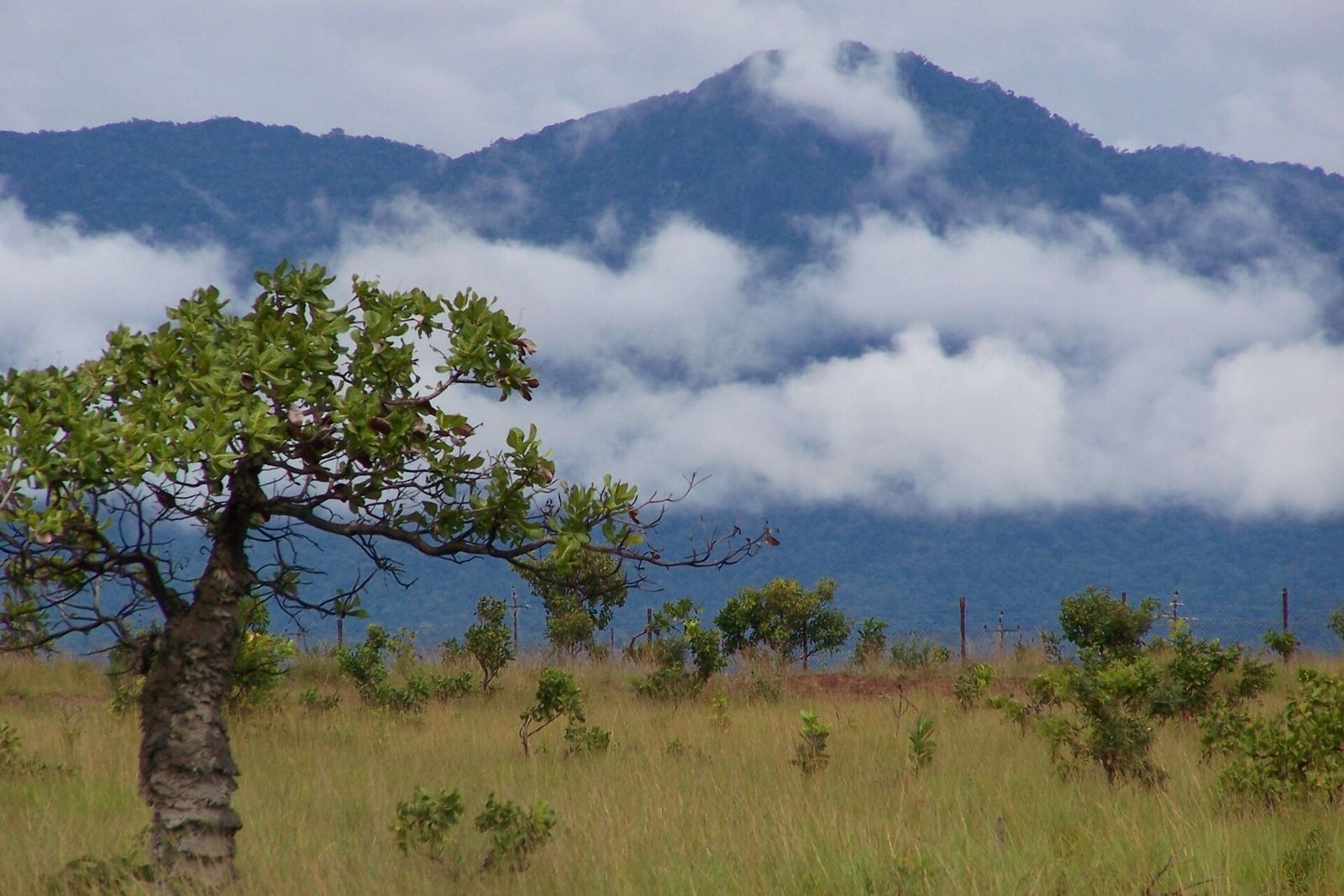 Savannah near Lethem, in the Rupununi, with the Kanuku Mountains.